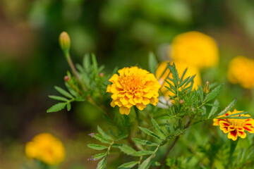 The Beautiful and Vibrant Marigold Flowers Are in Full Bloom for All to Enjoy and Admire