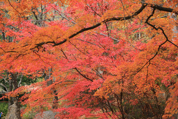 真っ赤な紅葉のグラデーション