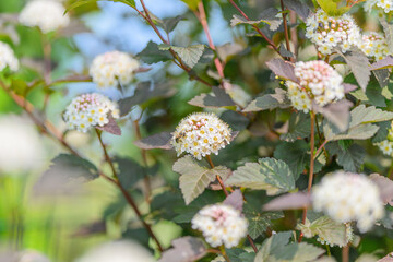 Beautiful Delicate White Flowers Adorned with Dark Green Leaves for Natural Enhancements