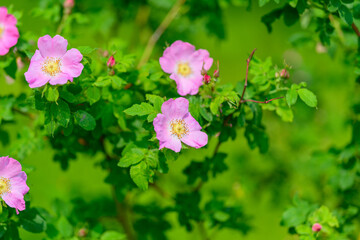 Stunningly Beautiful Pink Wildflowers are in Full Bloom and Radiate an Enticing Natural Charm