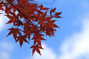 真っ赤な紅葉のグラデーション