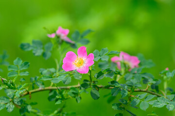 Vibrant Pink Flowers Set Against a Beautiful Green Background That Captivates the Eye