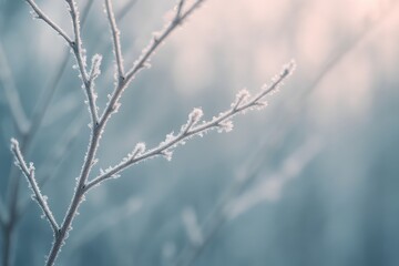 서리 덮인 가지들