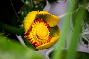 amazing yellow marsh marigold flower on a blurred background with bokeh. space for text. colorful flower photo. close-up. beautiful screensaver.