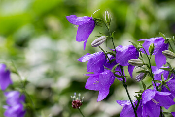 purple bell flower with raindrops and dew on a blurred background with bokeh. space for text. colorful flower photo. close-up. beautiful screensaver.