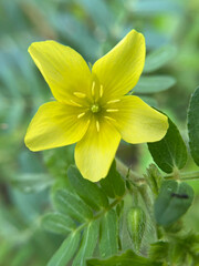 yellow flower in the park