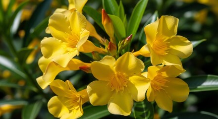 Golden cascade: A vibrant display of yellow oleander blossoms in radiant sunlight