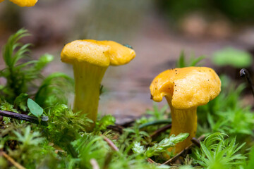 small chanterelle mushrooms on a blurred background with highlights and bokeh. colorful flower macro. space for text. beautiful screensaver. close-up.