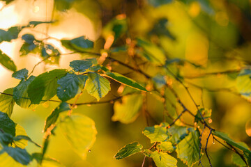 Golden Autumn Leaves Bathed in Warm Light, Creating a Beautiful Scene that Evokes Serenity
