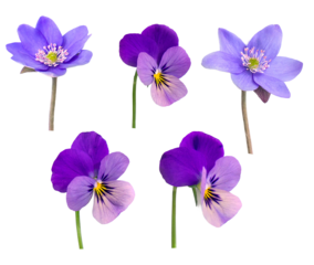 collection photograph of various purple spring flowers, including deep violet pansies and light lavender hepatica blooms, isolated cleanly on a transparent background.