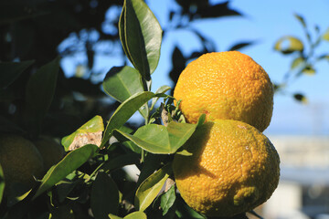黄色に実った柚子