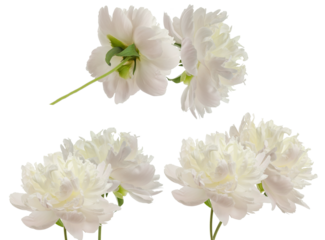 beautiful cluster photograph of four lush white peony blossoms in full bloom, showcasing dense layers of pristine petals and green stems.