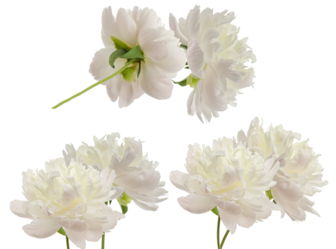 beautiful cluster photograph of four lush white peony blossoms in full bloom, showcasing dense layers of pristine petals and green stems.