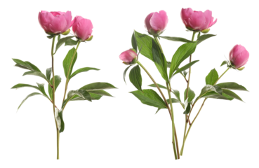 detailed photograph of two tall groupings of lush pink peony plants featuring tight, beautiful buds and strong stems with deep green foliage.