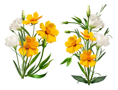 two symmetrical arrangements of bright yellow coreopsis flowers and elegant white eustoma blossoms with fresh green foliage, isolated on black.