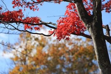 真っ赤な紅葉のグラデーション