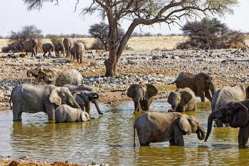Elefanten in Okaukuejo