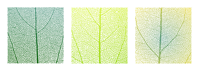 Leaf vein cell skeleton texture abstract background set with close up plant leaf cells structure pattern vector illustration. Macro leaf vein skeleton organic lattice natural foliage texture.