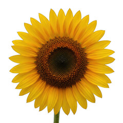 Obraz premium Close up Macro Photography of a Bright Yellow Sunflower With Dark Brown Center Isolated On A Transparent Background With Warm Highlights