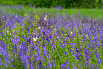 Fototapeta premium A Beautiful Purple Wildflower Field Blooms, Radiating Vibrant Color and Life in Nature
