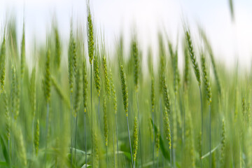 A Lush Green Wheat Field Thriving Under A Beautiful Soft Sky With Gentle Breezes