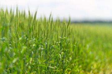 A Lush, Green Wheat Field Spreading Vastly Under a Bright and Clear Sky Above It