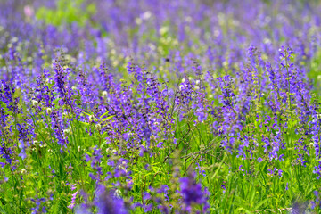 Naklejka premium A Vibrant and Colorful Field of Beautiful Purple Wildflowers Blooms Magnificently