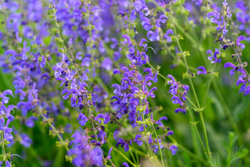 A Beautiful Display of Vibrant Purple Wildflowers Flourishing in Blooming Nature