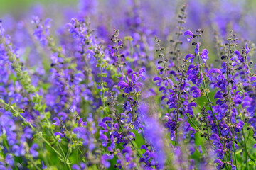 Obraz premium The Beautiful and Striking Purple Wildflowers are in Full Bloom, Showcasing their Charm