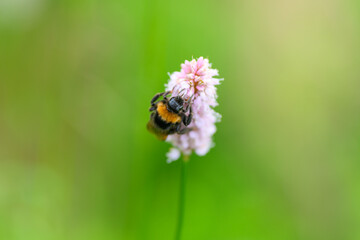 A Bumblebee Pollinating a Delicate Pink Flower Gracefully Within the Wonders of Nature