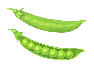 スナップエンドウのイラスト