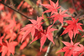 真っ赤な紅葉のグラデーション
