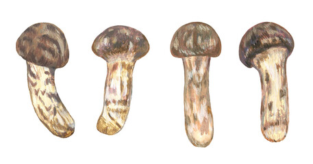 マツタケのイラスト