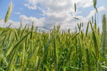 Obraz premium A Beautiful Lush Wheat Field Under a Clear Blue Sky Filled with Fluffy White Clouds