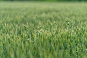 A Lush and Expansive Green Field of Wheat Beneath the Soft and Warm Morning Light