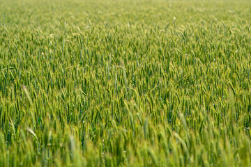 A Beautiful Lush Green Wheat Field Bathed in Soft and Gentle Sunlight During Daytime