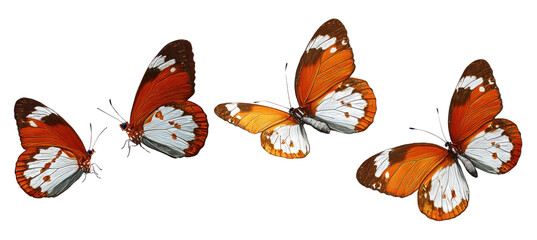 Fototapeta premium collection of butterflies