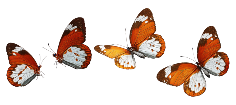 collection of butterflies
