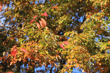 色づき始めた木々