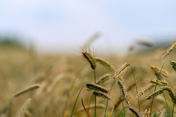 Obraz premium Golden Fields of Grain Stretching Out as Far as the Eye Can See, Against a Soft and Dreamy Sky Above
