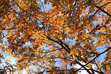 青空に映える紅葉