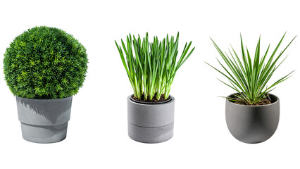 Zimmerpflanzen Trio in grauen Blumentöpfen auf transparentem Hintergrund
