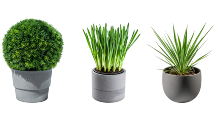 Zimmerpflanzen Trio in grauen Blumentöpfen auf transparentem Hintergrund
