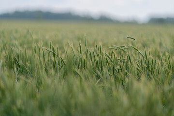 Obraz premium A Beautiful and Lush Green Field of Ripening Wheat Spreading Under a Clear Blue Sky