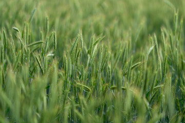 Obraz premium A Beautiful and Lush Green Wheat Field Surrounded by Vibrant Nature During the Dawn Time