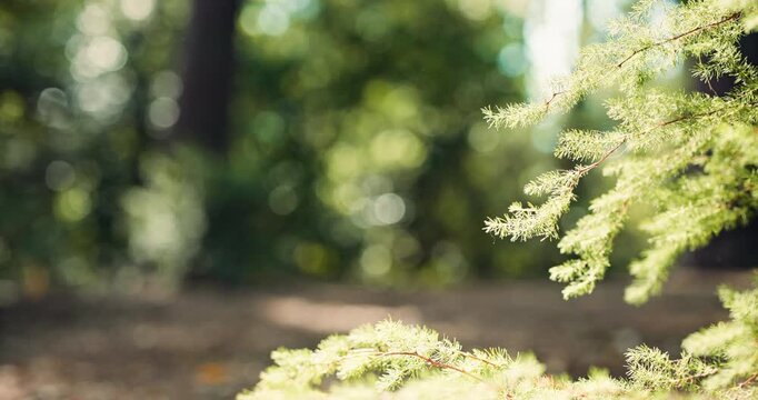 Fitness, man and running in forest with legs for marathon preparation, exercise challenge or wellness. Bokeh, blur and person outdoor in nature with cardio workout, endurance and trail race training.