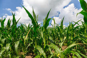 A Beautiful and Vibrant Cornfield is Sprawling Magnificently Under a Clear Blue Sky Above