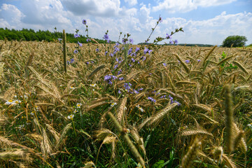 Obraz premium A Beautiful Golden Wheat Field in Bloom with Colorful Wildflowers Under a Clear Blue Sky