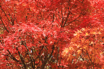 真っ赤な紅葉のグラデーション