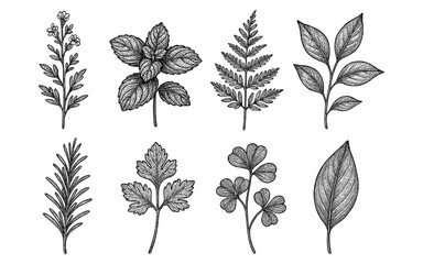 Obraz premium Hand drawn botanical set: vintage floral and herb collection in black and white